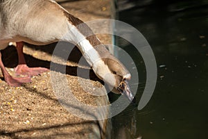 Goose drinking water