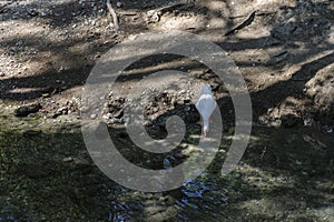 A goose drinking water