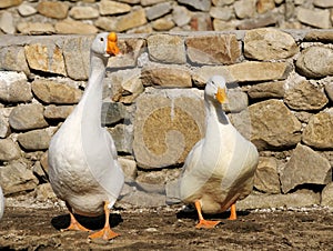 Goose and duck