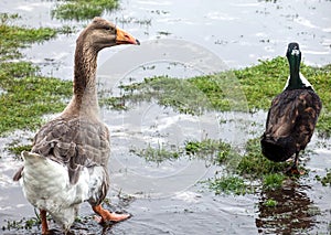 Goose and duck