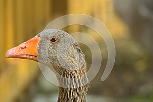 Goose, duck, anatide the lake photo