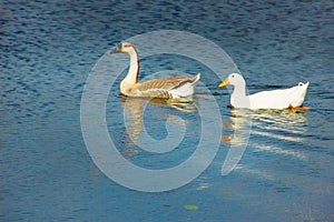 Goose and duck on pond