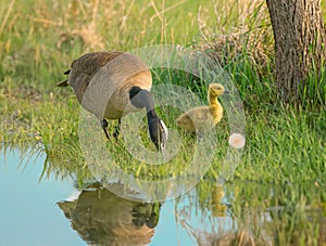 Goose and Duckling walking in semi tall green grass in between a stream of blue water and a tree