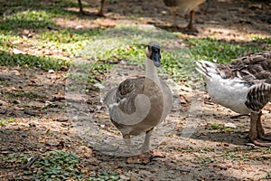 A goose of ducks and ducklings grazing in a park