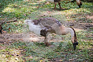 A goose of ducks and ducklings grazing in a park