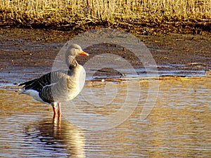 Goose in Dutch landscape