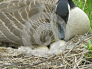 Goose With Eggs