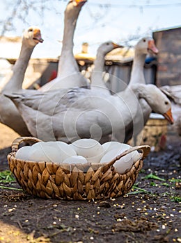 Goose eggs in a basket. Selective focus.