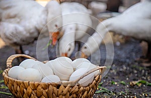 Goose eggs in a basket. Selective focus.
