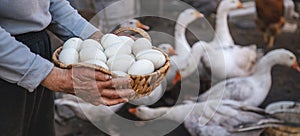 Goose eggs in the hands of grandmother. Selective focus.