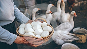 Goose eggs in the hands of grandmother. Selective focus.