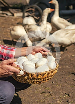 Goose eggs in the hands of a man. Selective focus.