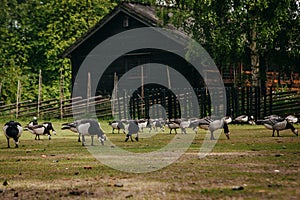 Goose in Ethnographic park