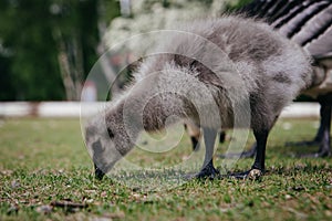 Goose in Ethnographic park