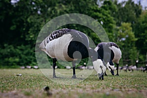 Goose in Ethnographic park