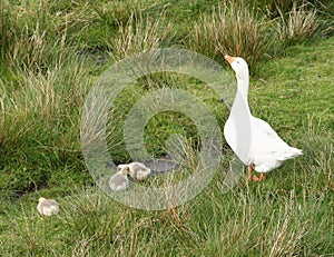 Goose family