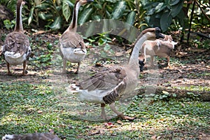 Goose family big and amall size is living on the grass with garden background