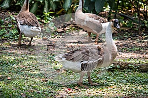 Goose family big and amall size is living on the grass with garden background