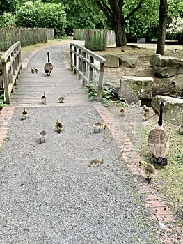 Goose Family in Cologne, Germany