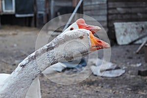 Goose family. Farm life