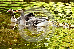 Goose family in the water