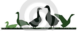 Goose family. Herd on grass grazing. Scenery silhouette. Agricultural farm bird. Rural landscape. Pasture on meadow