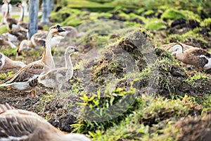 Goose family at lawn to eat grass at sunrise