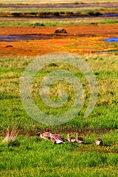 Goose family near Hvitarnes hut, Iceland