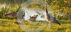 Goose family near river