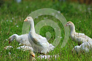 Goose family photo