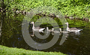 Goose family swimming