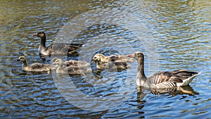 Goose family swimming on a beautiful blue lake