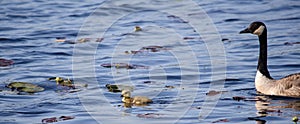 Goose family in the water panorama