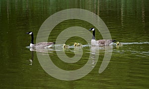 Goose Family On Water