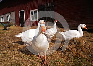 Goose in farm