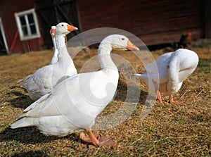 Goose in farm