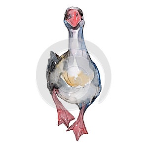Goose farm animal isolated. Watercolor background illustration set. Isolated goose illustration element.