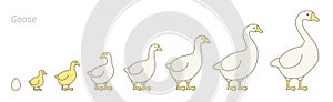 Goose farm. Stages of poultry growth set. Breeding fowl. Goose production. Gosling grow up animation progression. Flat vector