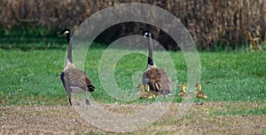 Goose in a fieldin spring