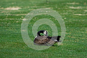 Goose in a fieldin spring