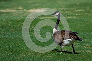 Goose in a fieldin spring