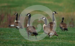 Goose in a fieldin spring