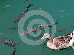 Goose and fishes floating in the adiyaman AtatÃ¼rk dam lake