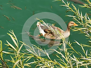 Goose and fishes floating in the adiyaman AtatÃ¼rk dam lake