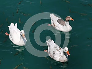 Goose and fishes floating in the adiyaman AtatÃ¼rk dam lake