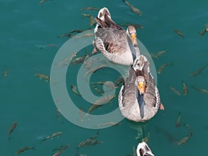 Goose and fishes floating in the adiyaman AtatÃ¼rk dam lake