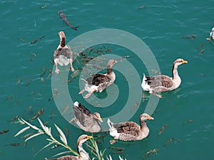 Goose and fishes floating in the adiyaman AtatÃ¼rk dam lake