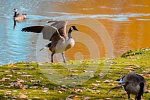 Goose flapping its wings at Riverside park