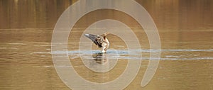 Goose flapping wings on a tranquil autumn lake. photo