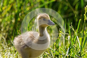 Goose fledgling